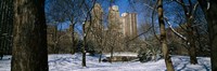 Bare trees with buildings in the background, Central Park, Manhattan, New York City, New York State, USA Fine Art Print