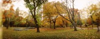 Shedding trees, Central Park, Manhattan, New York City, New York State, USA Fine Art Print