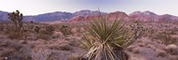 Yucca plant in a desert, Red Rock Canyon, Las Vegas, Nevada, USA Fine Art Print