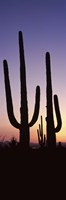 Saguaro cacti, Saguaro National Park, Tucson, Arizona, USA by Panoramic Images - 9" x 27"