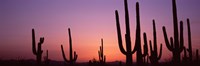 Purple Sky Behind Cacti in the Saguaro National Park, Arizona Fine Art Print