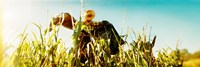 Scarecrow in a corn field, Queens County Farm, Queens, New York City, New York State, USA Fine Art Print