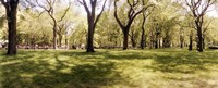 Trees and grass in a Central Park in the spring time, New York City, New York State, USA Fine Art Print