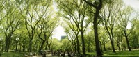 Central Park in the spring time, New York City Fine Art Print
