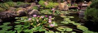 Lotus blossoms, Japanese Garden, University of California, Los Angeles, California by Panoramic Images - 27" x 9"