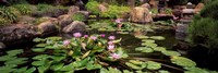 Lotus blossoms, Japanese Garden, University of California, Los Angeles, California Fine Art Print
