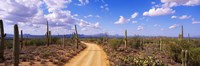 Road, Saguaro National Park, Arizona, USA Fine Art Print