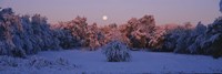 Snow covered forest at dawn, Denver, Colorado, USA Fine Art Print