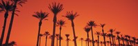 Silhouette of date palm trees in a row, Phoenix, Arizona, USA Fine Art Print