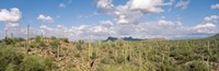 Saguaro National Park Tucson AZ USA by Panoramic Images - 36" x 12"