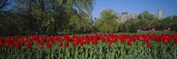 Boston Public Garden, Massachusetts Fine Art Print