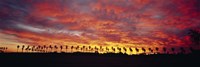 Silhouette of palm trees at sunrise, San Diego, San Diego County, California, USA Fine Art Print