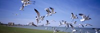 Flock of seagulls flying on the beach, New York State, USA Fine Art Print