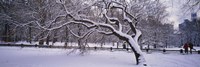 Trees covered with snow in a park, Central Park, New York City, New York state, USA Fine Art Print