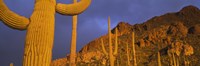 Saguaro Cactus, Tucson, Arizona, USA Fine Art Print