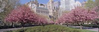Cherry Trees, Battery Park, NYC, New York City, New York State, USA Fine Art Print
