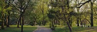 Trees In A Park, Central Park, NYC, New York City, New York State, USA Fine Art Print