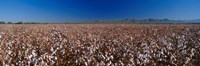Cotton Field by Panoramic Images - 36" x 12"
