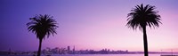 San Francisco skyline between 2 palm trees, California by Panoramic Images - 36" x 12"