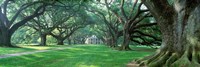USA, Louisiana, New Orleans, Oak Alley Plantation, plantation home through alley of oak trees Fine Art Print