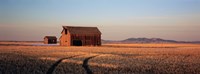 Barn in a field, Hobson, Montana, USA by Panoramic Images - 36" x 12"