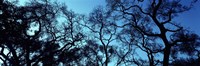 Silhouette of an Oak tree, Oakland, California, USA Fine Art Print
