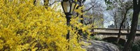 Forsythia in bloom, Central Park, Manhattan, New York City, New York State, USA Fine Art Print