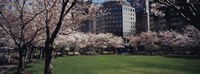 White flowering trees in a park, Central Park, Manhattan, New York City, New York State, USA Fine Art Print