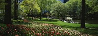 Flowers in a park, Central Park, Manhattan, New York City, New York State, USA Fine Art Print
