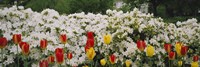 Flowers in a garden, Sherwood Gardens, Baltimore, Maryland, USA Fine Art Print