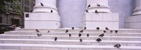 Flock of pigeons on steps, San Francisco, California, USA Fine Art Print