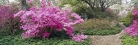 Azalea flowers in a garden, Garden of Eden, Ladew Topiary Gardens, Monkton, Baltimore County, Maryland, USA Fine Art Print