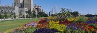 Flowers in a garden, Welcome Garden, Grant Park, Michigan Avenue, Roosevelt Road, Chicago, Cook County, Illinois, USA Fine Art Print