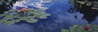 Water lilies in a pond, Denver Botanic Gardens, Denver, Denver County, Colorado, USA Fine Art Print
