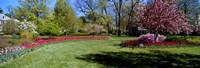 Tulips and cherry trees in a garden, Sherwood Gardens, Baltimore, Maryland, USA Fine Art Print