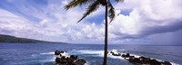 Palm tree on the coast, Honolulu Nui Bay, Nahiku, Maui, Hawaii, USA Fine Art Print