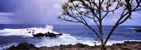 Tree on the coast, Honolulu Nui Bay, Nahiku, Maui, Hawaii, USA Fine Art Print