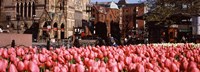 Tulips in a garden with Old South Church in the background, Copley Square, Boston, Suffolk County, Massachusetts, USA Fine Art Print