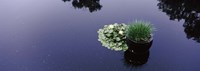 Water lilies with a potted plant in a pond, Olbrich Botanical Gardens, Madison, Wisconsin, USA Fine Art Print