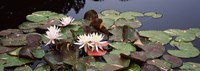 Water lilies in a pond, Olbrich Botanical Gardens, Madison, Wisconsin Fine Art Print
