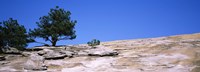 Trees on a mountain, Stone Mountain, Atlanta, Fulton County, Georgia Fine Art Print
