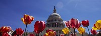 Tulips with a government building in the background, Capitol Building, Washington DC, USA Fine Art Print