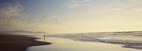 Flock of seagulls flying above a woman on the beach, San Francisco, California, USA Fine Art Print