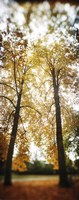 Autumn trees in a park, Volunteer Park, Capitol Hill, Seattle, King County, Washington State, USA Fine Art Print