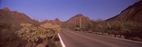 Road Through Saguaro National Park, Arizona Fine Art Print