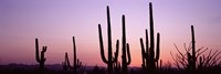 Landscape of Saguaro National Park, Tucson, Arizona Fine Art Print