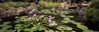 Lotus blossoms, Japanese Garden, University of California, Los Angeles, California by Panoramic Images - 36" x 12"