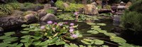 Lotus blossoms, Japanese Garden, University of California, Los Angeles, California Fine Art Print