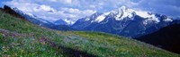 Wildflowers Along Mountainside, Zillertaler, Austria Fine Art Print