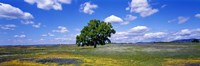 Single Tree In Field Of Wildflowers, Table Mountain, Oroville, California, USA Fine Art Print